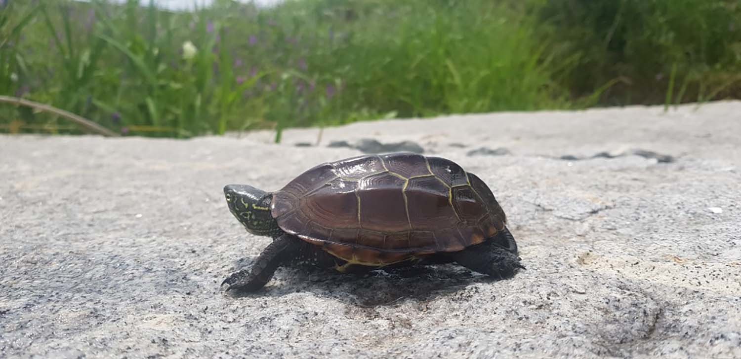남생이 / 국립생물자원관 '한반도의 생물다양성'