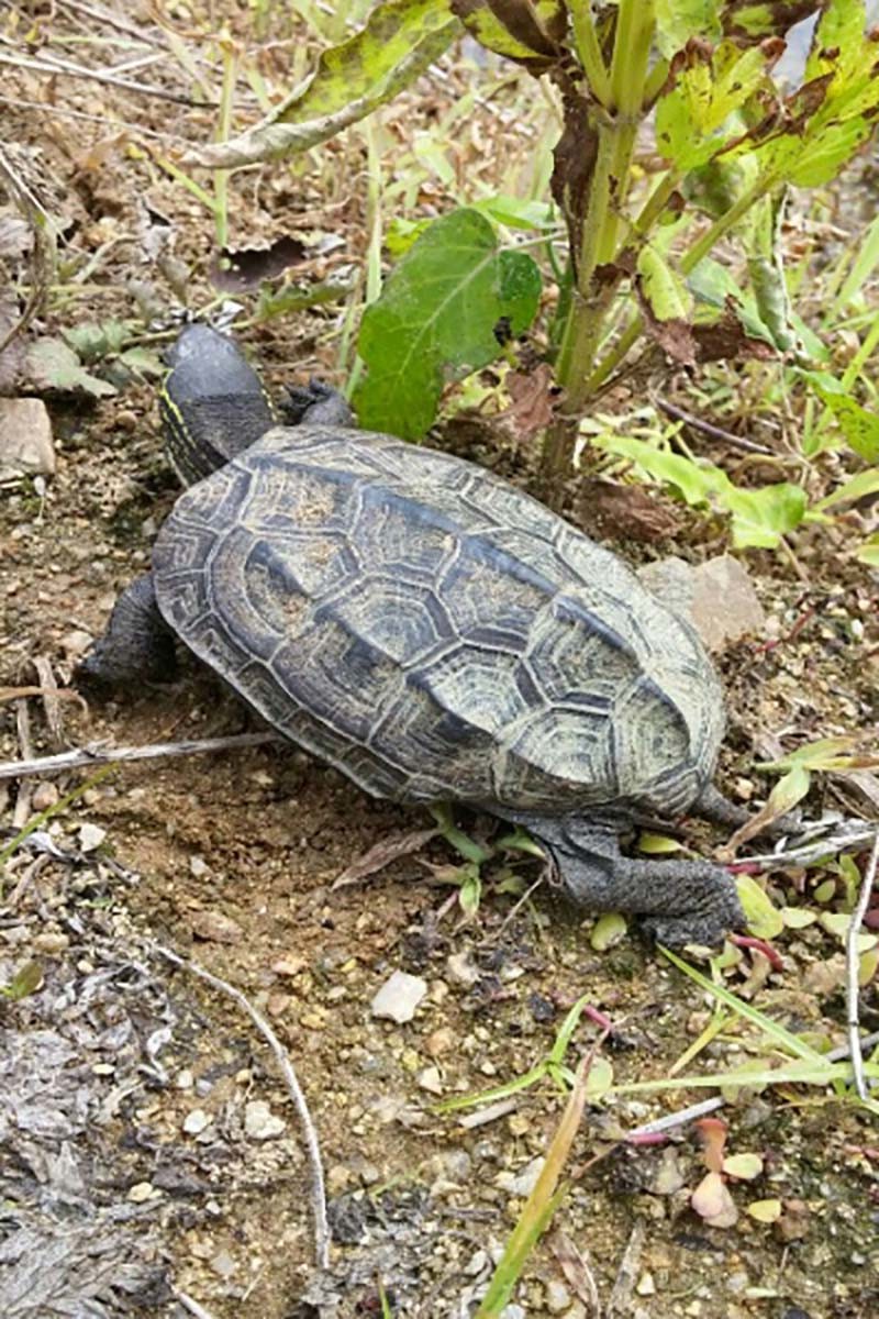 남생이 / 국립생물자원관 '한반도의 생물다양성'