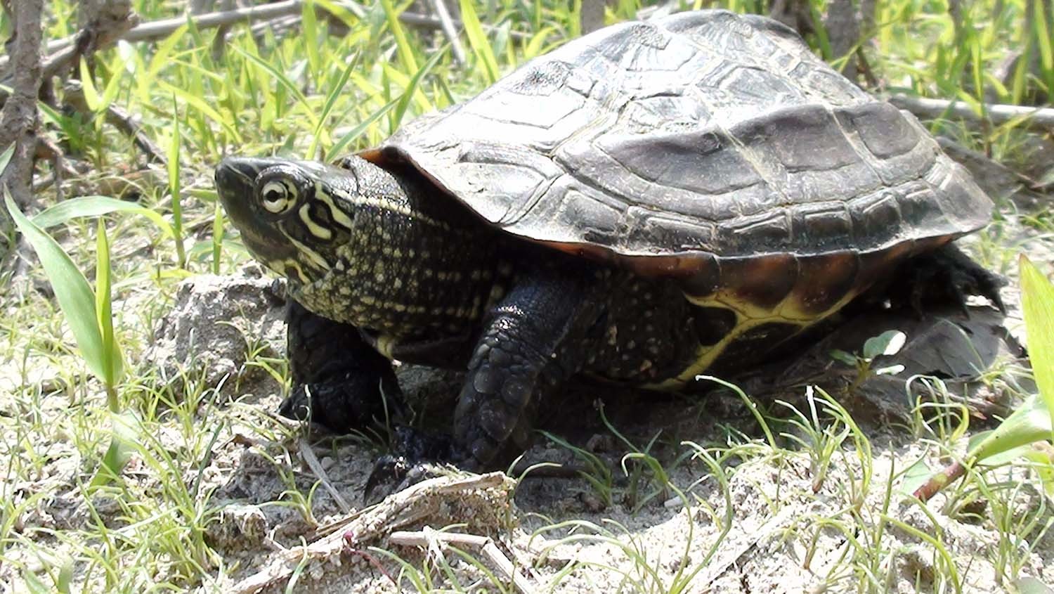 남생이 / 국립생물자원관 '한반도의 생물다양성'