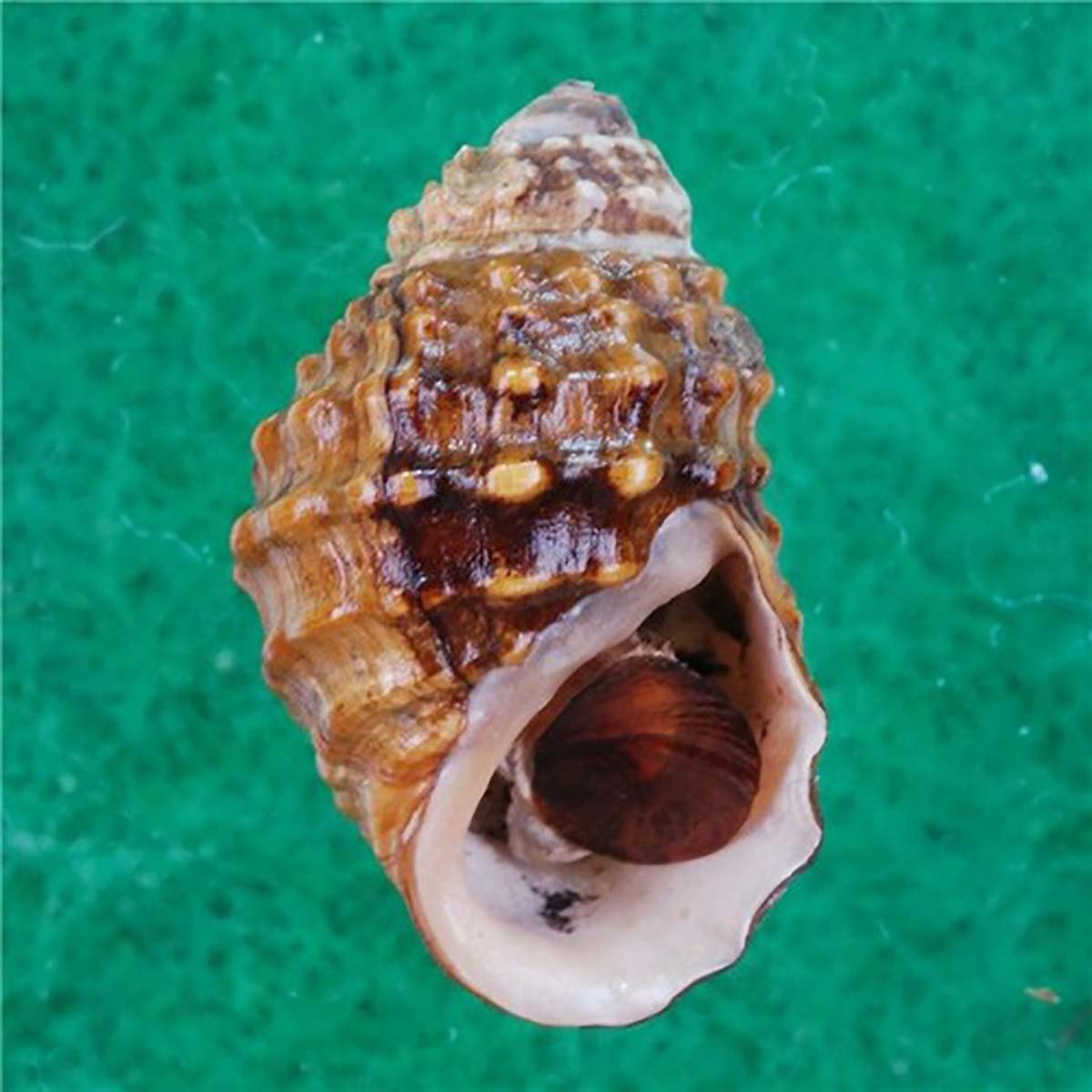 염주알다슬기 / 국립생물자원관 '한반도의 생물다양성'