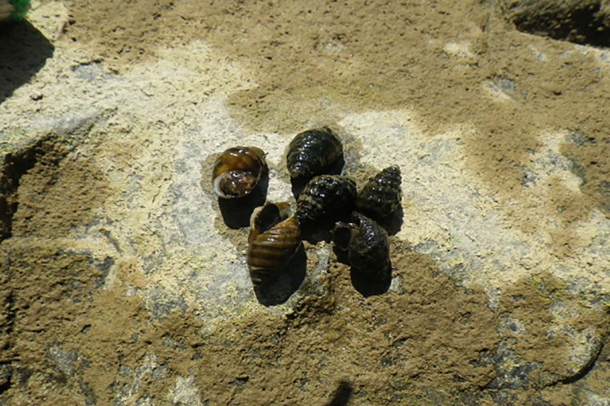 염주알다슬기 / 국립생물자원관 '한반도의 생물다양성'