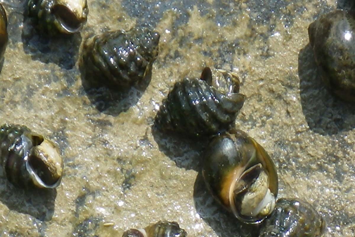 염주알다슬기 / 국립생물자원관 '한반도의 생물다양성'