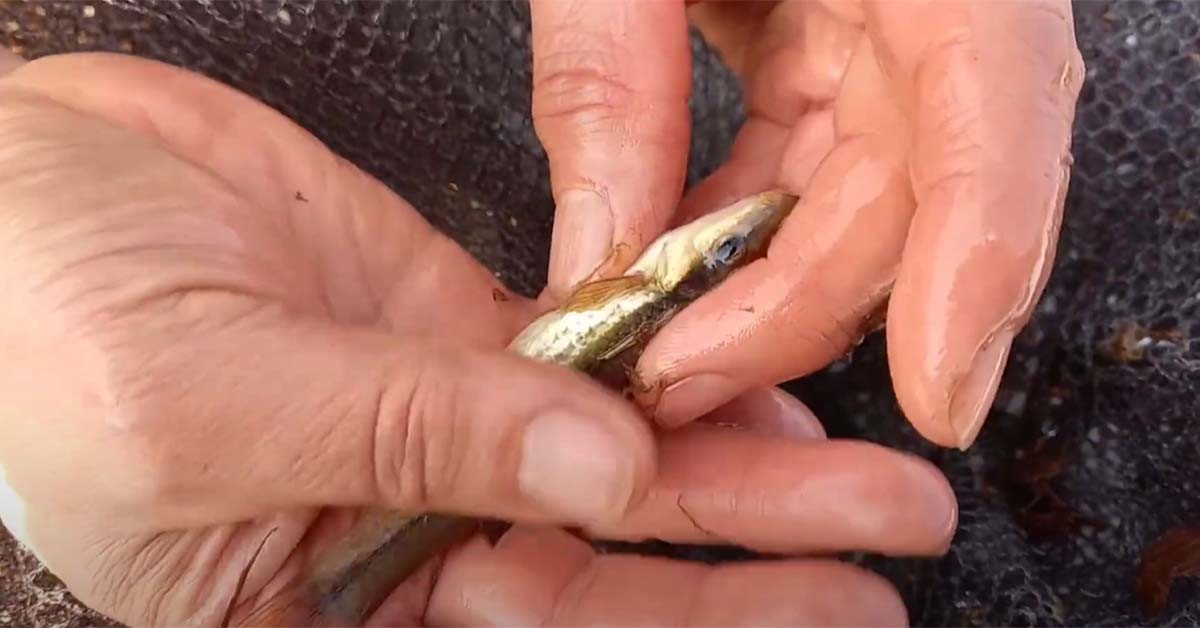 돌고기 / '즐거운 암환자' 유튜브 영상 캡처