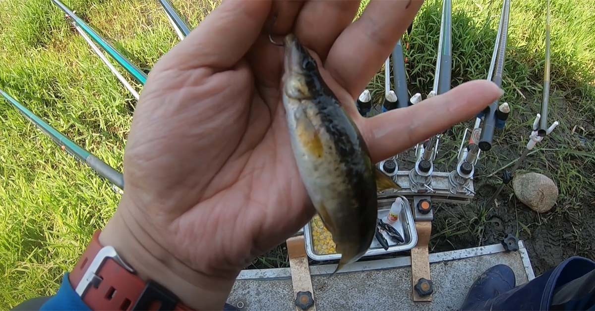 돌고기 / '낚시캠핑TV' 유튜브 영상 캡처