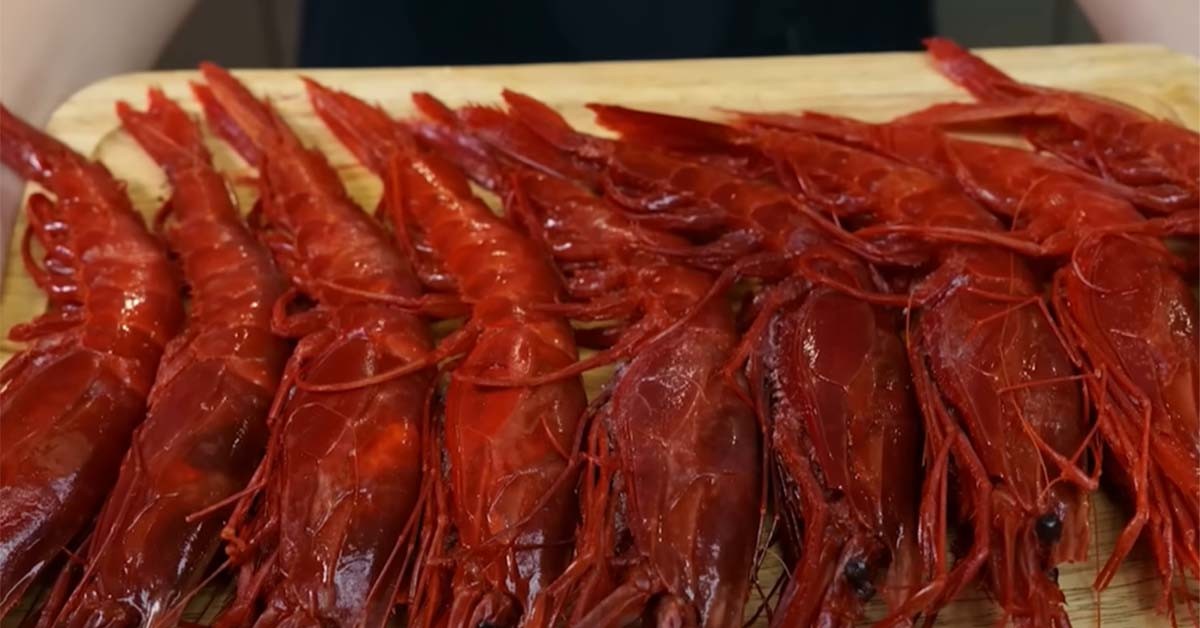 독도 꽃새우. / '입질의추억TV' 유튜브