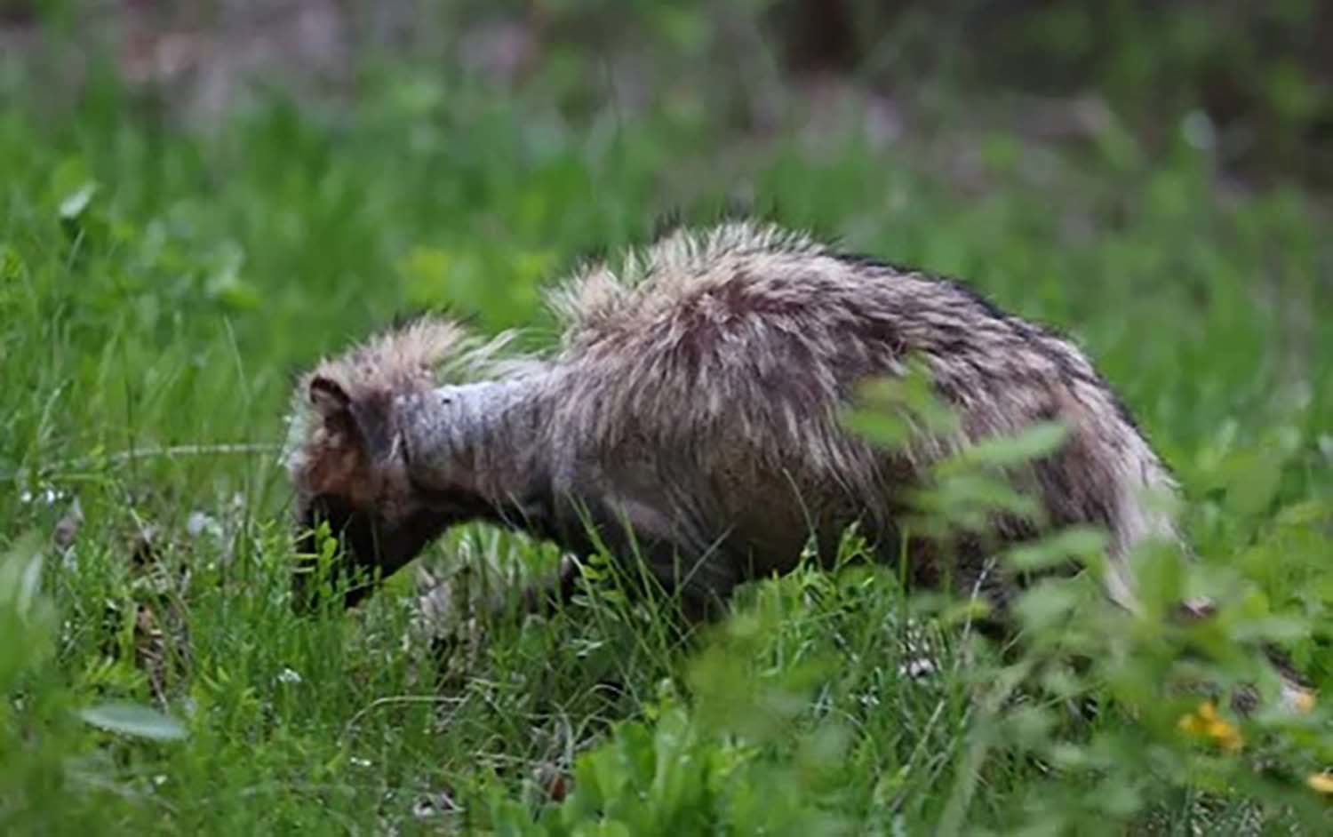 인천 송도국제도시 도심 공원에서 발견된 감염 너구리. / 연합뉴스