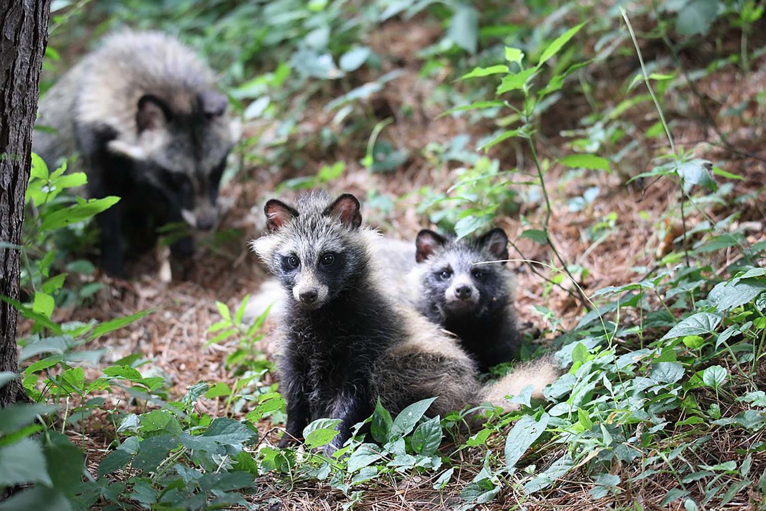 너구리 / 연합뉴스