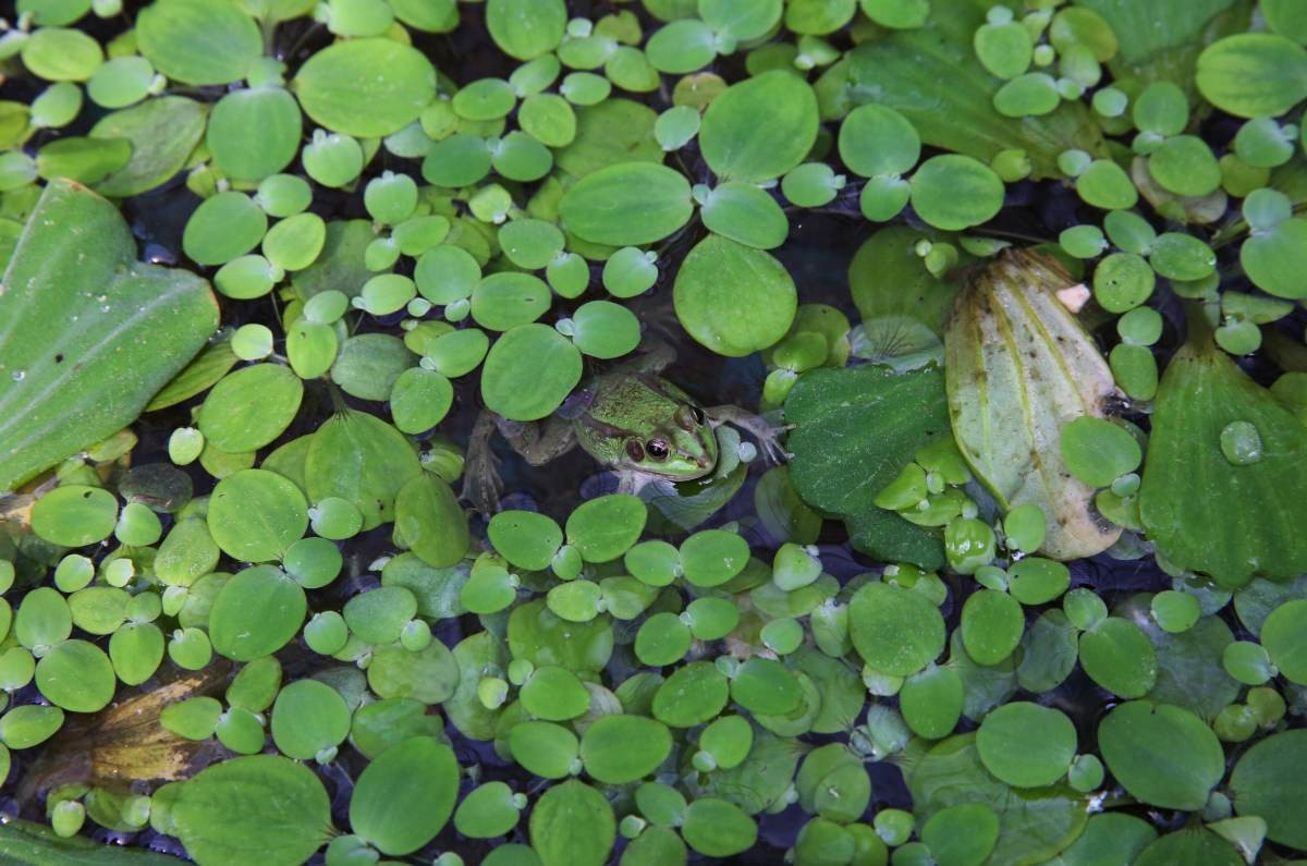 개구리 자료사진. / 뉴스1