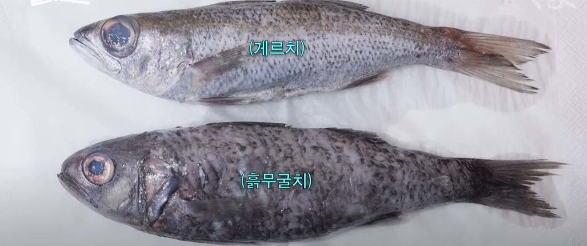 게르치와 흙굴무치. / '일타쿠마' 영상 캡처