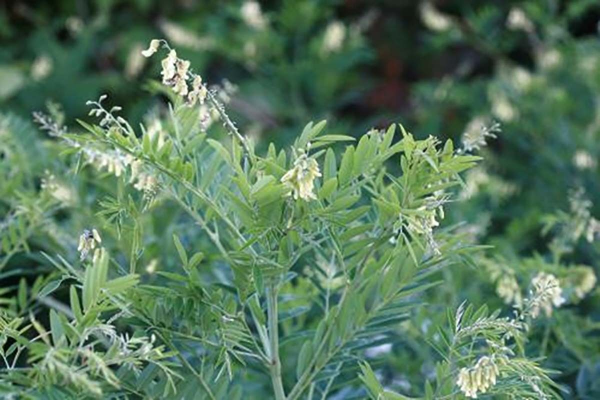 고삼. / 국립생물자원관