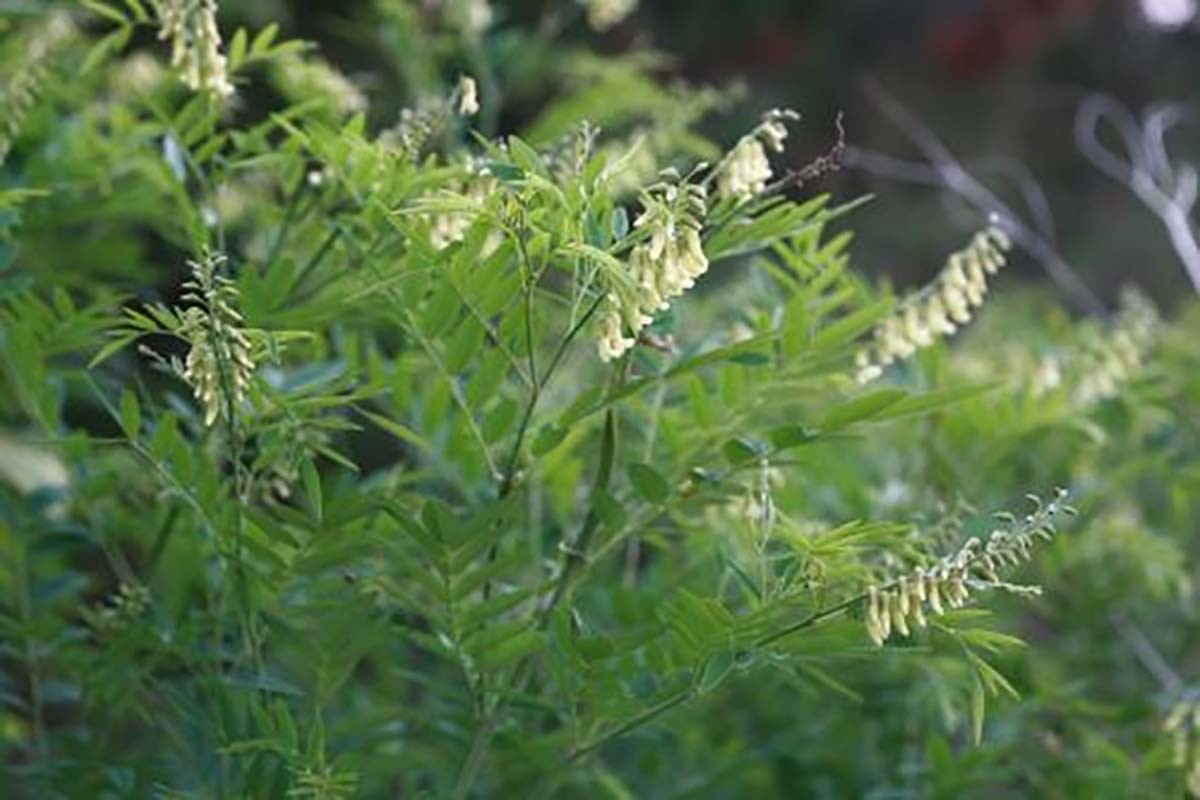 고삼. / 국립생물자원관