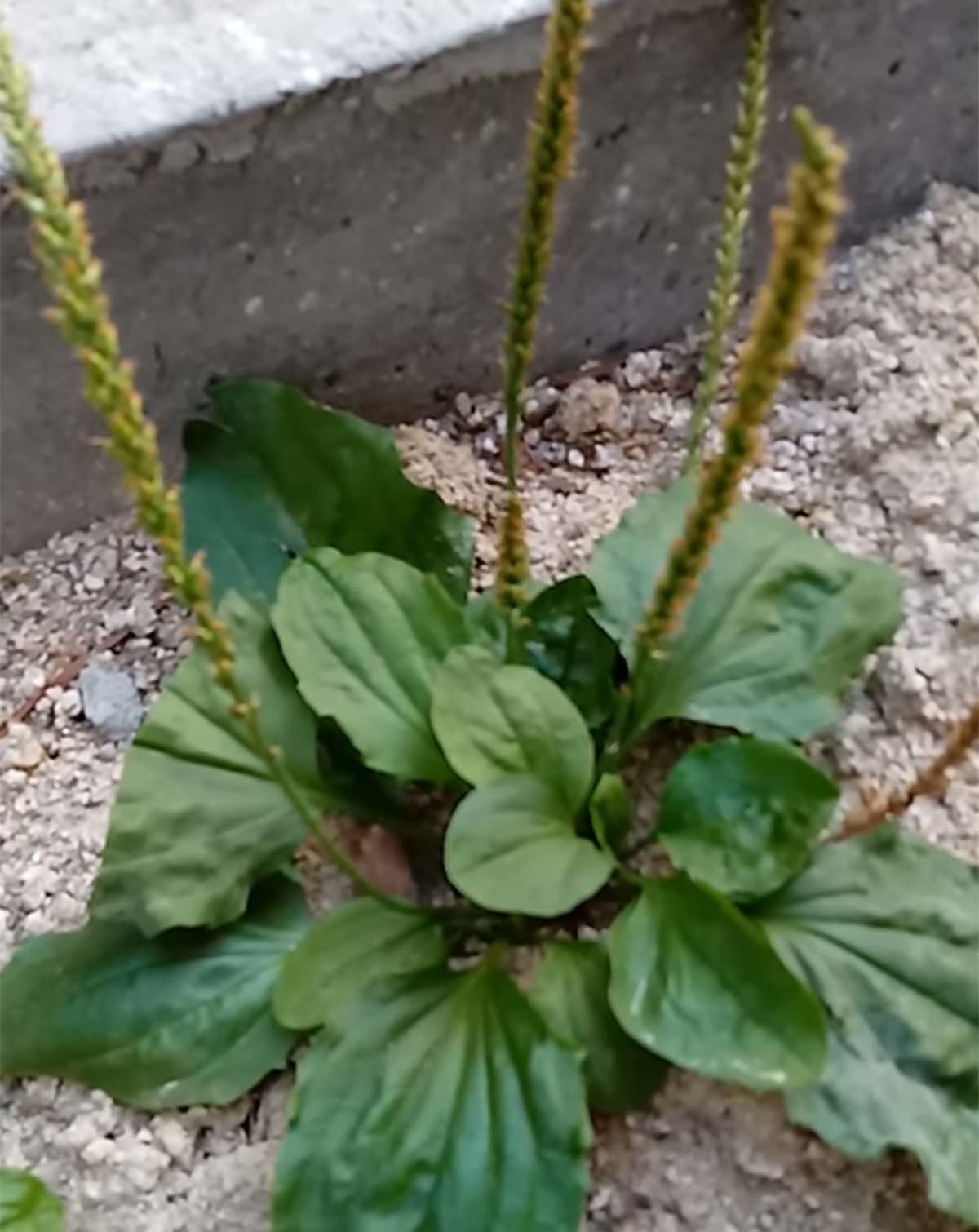 질경이 / '몸 & Nature' 유튜브 영상 캡처