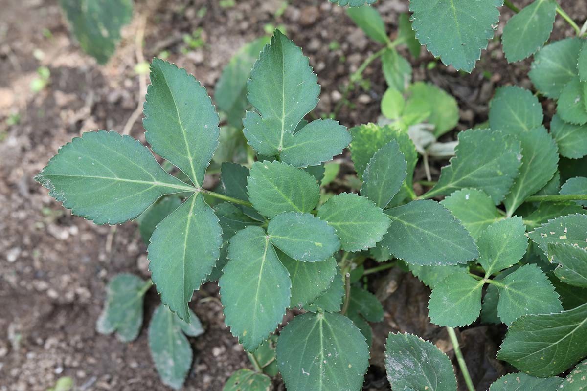 바디나물 / 국립생물자원관