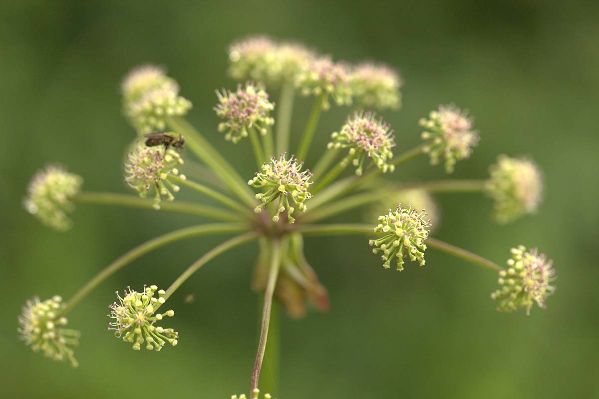 바디나물 꽃 / 국립생물자원관