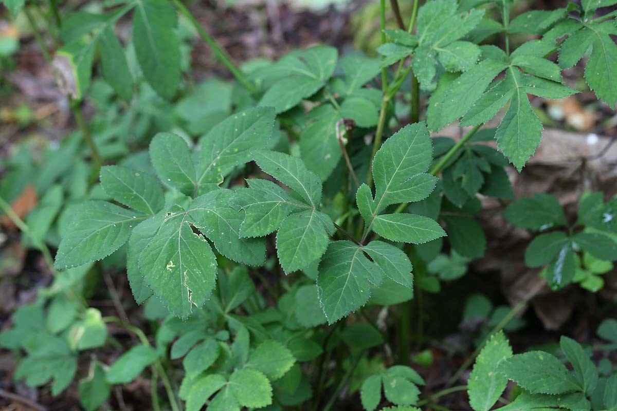 바디나물 / 국립생물자원관