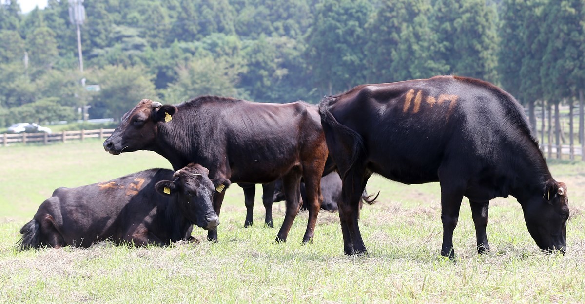 제주흑우 모습. 기사 이해를 돕기 위한 자료 사진 / 연합뉴스