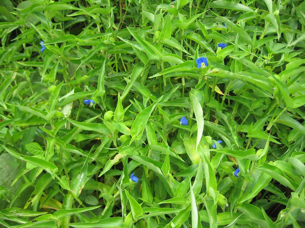 달개비라는 이름으로 잘 알려진 닭의장풀 / 국립생물자원관