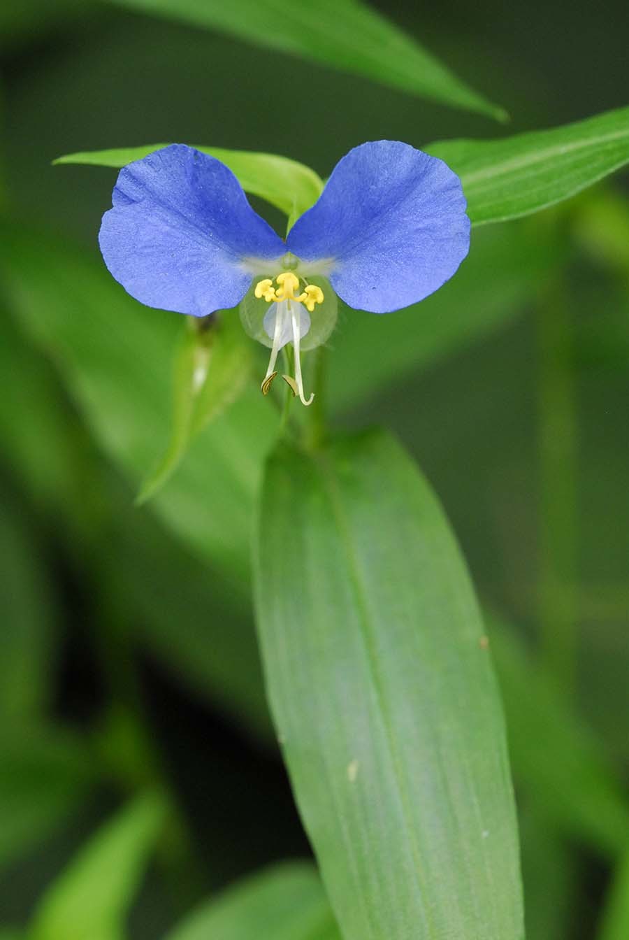 달개비라는 이름으로 잘 알려진 닭의장풀 / 국립생물자원관