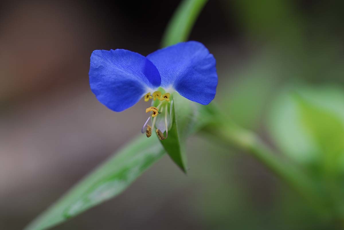 달개비라는 이름으로 잘 알려진 닭의장풀 / 국립생물자원관