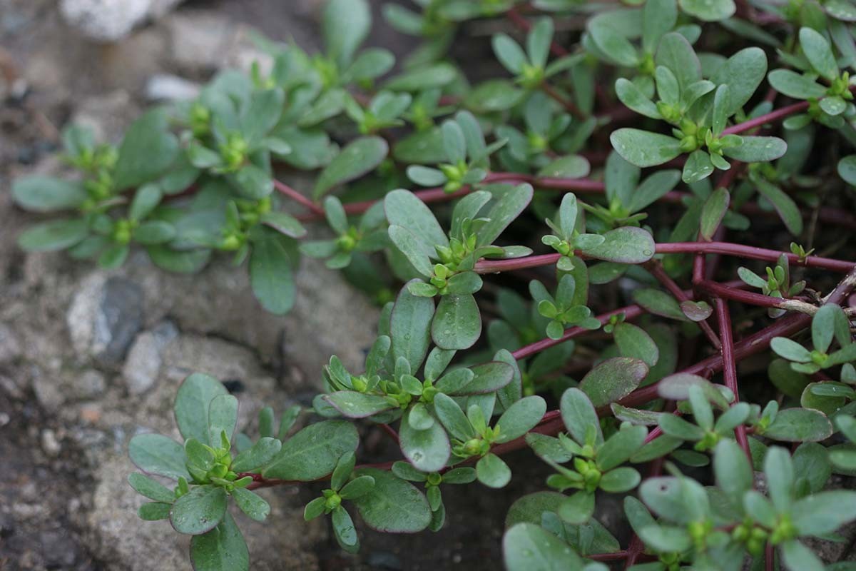 쇠비름 / 국립생물자원관