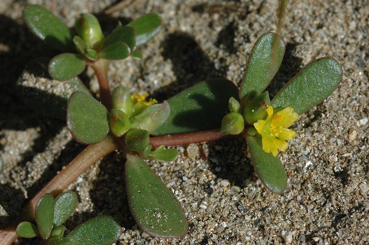 쇠비름 / 국립생물자원관