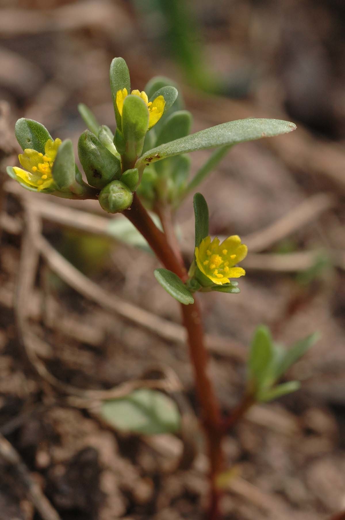 쇠비름 / 국립생물자원관