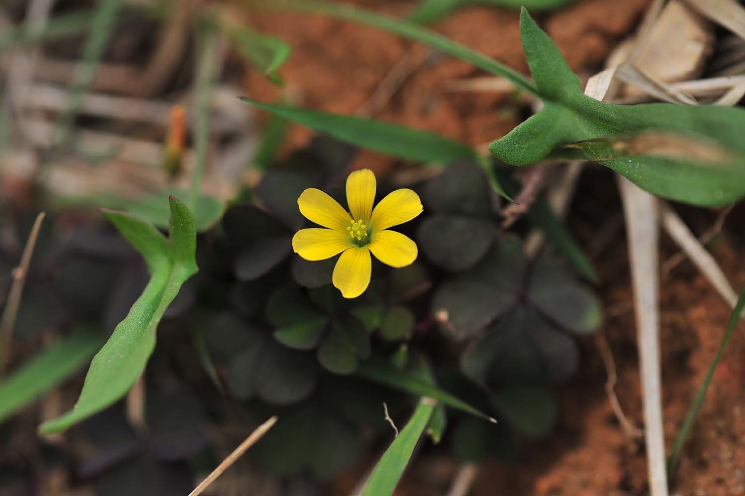 괭이밥 / 국립생물자원관