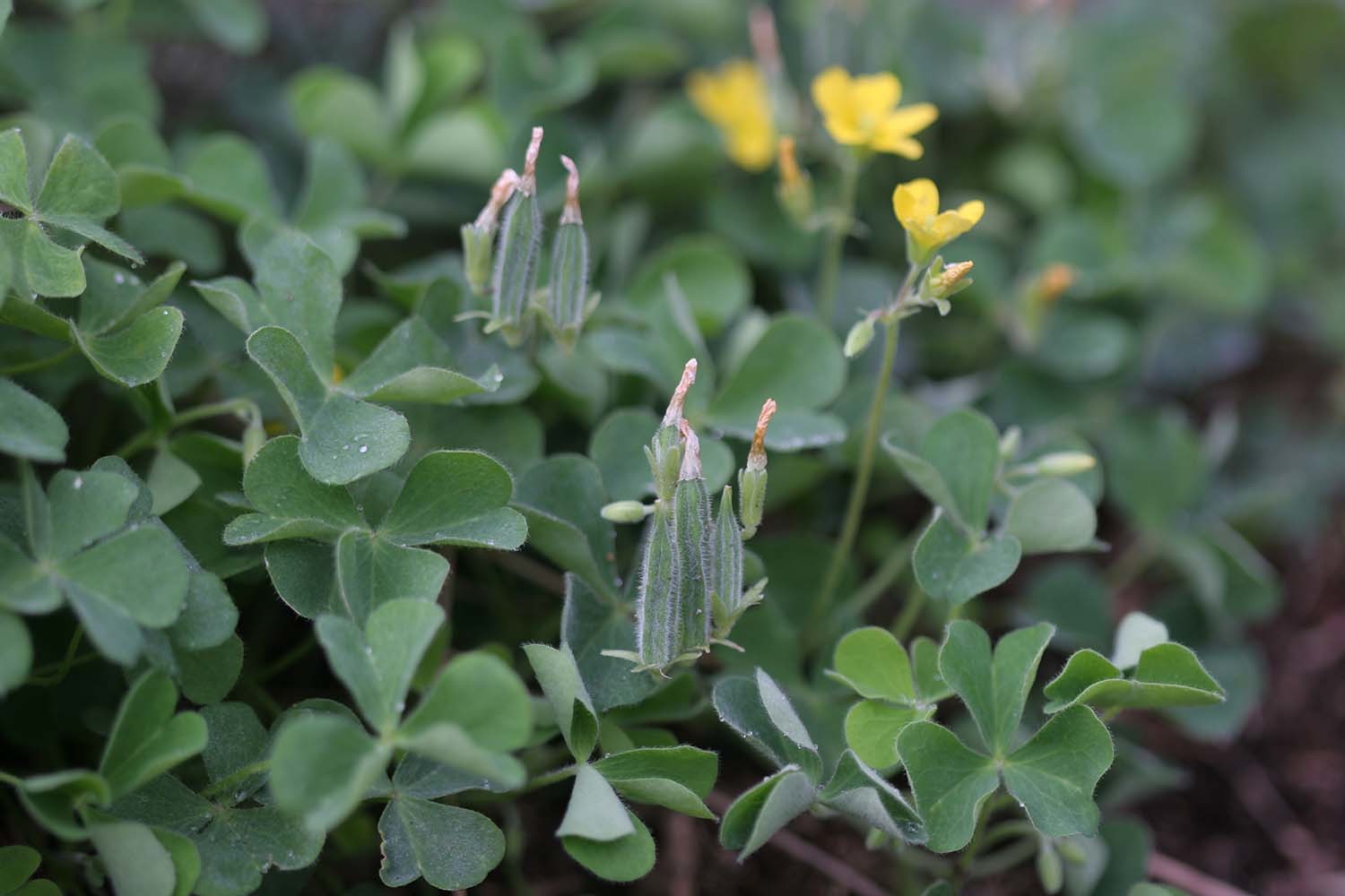 괭이밥 / 국립생물자원관