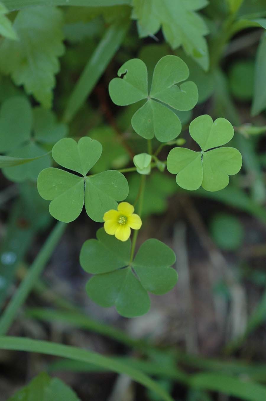 괭이밥 / 국립생물자원관