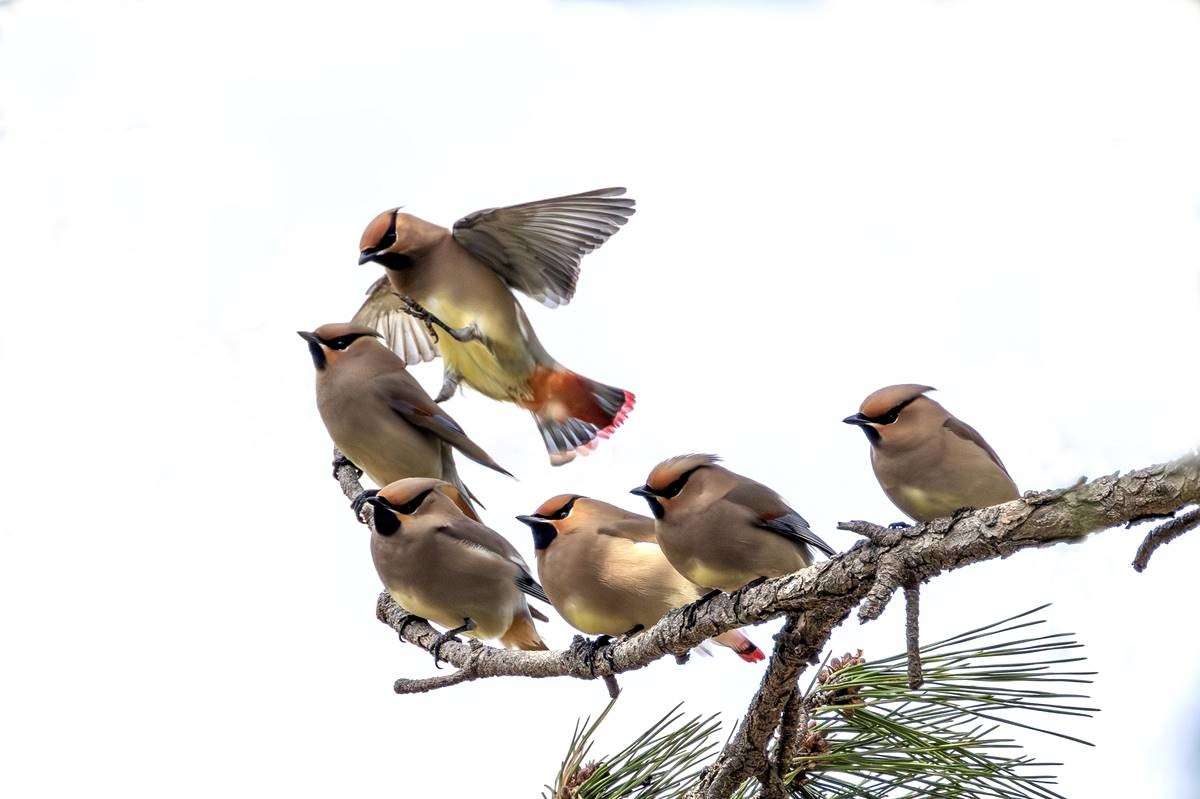 울산 울주군에서 관찰된 홍여새 / 연합뉴스(윤기득 사진작가 제공)