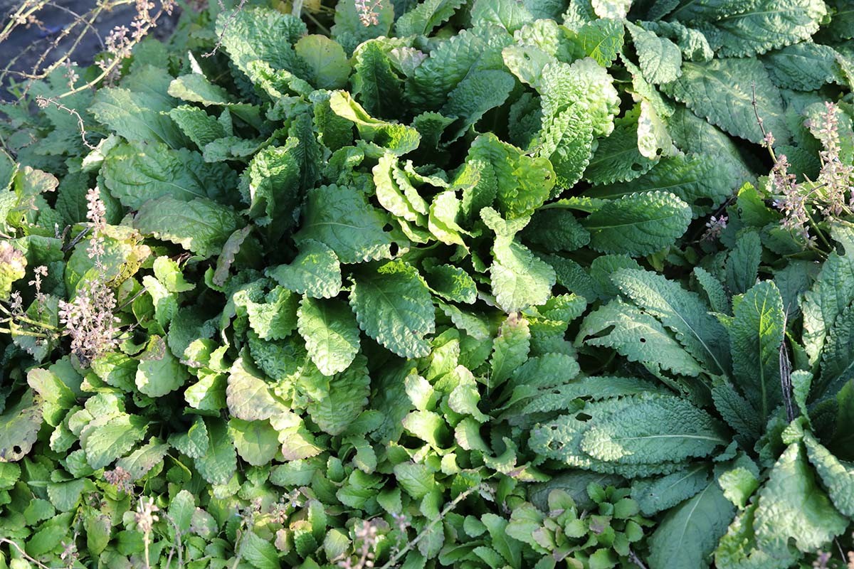 곰보배추(배암차즈기) / 국립생물자원관