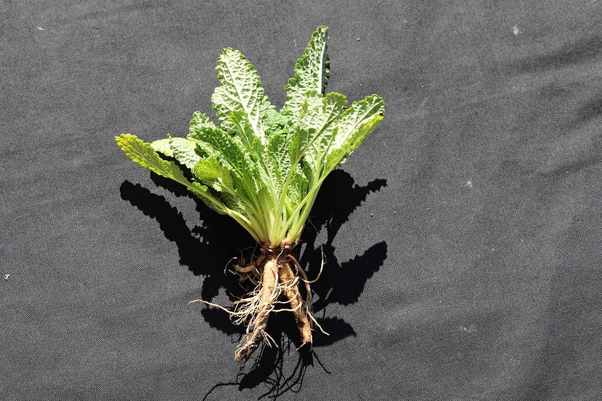 곰보배추(배암차즈기) / 국립생물자원관