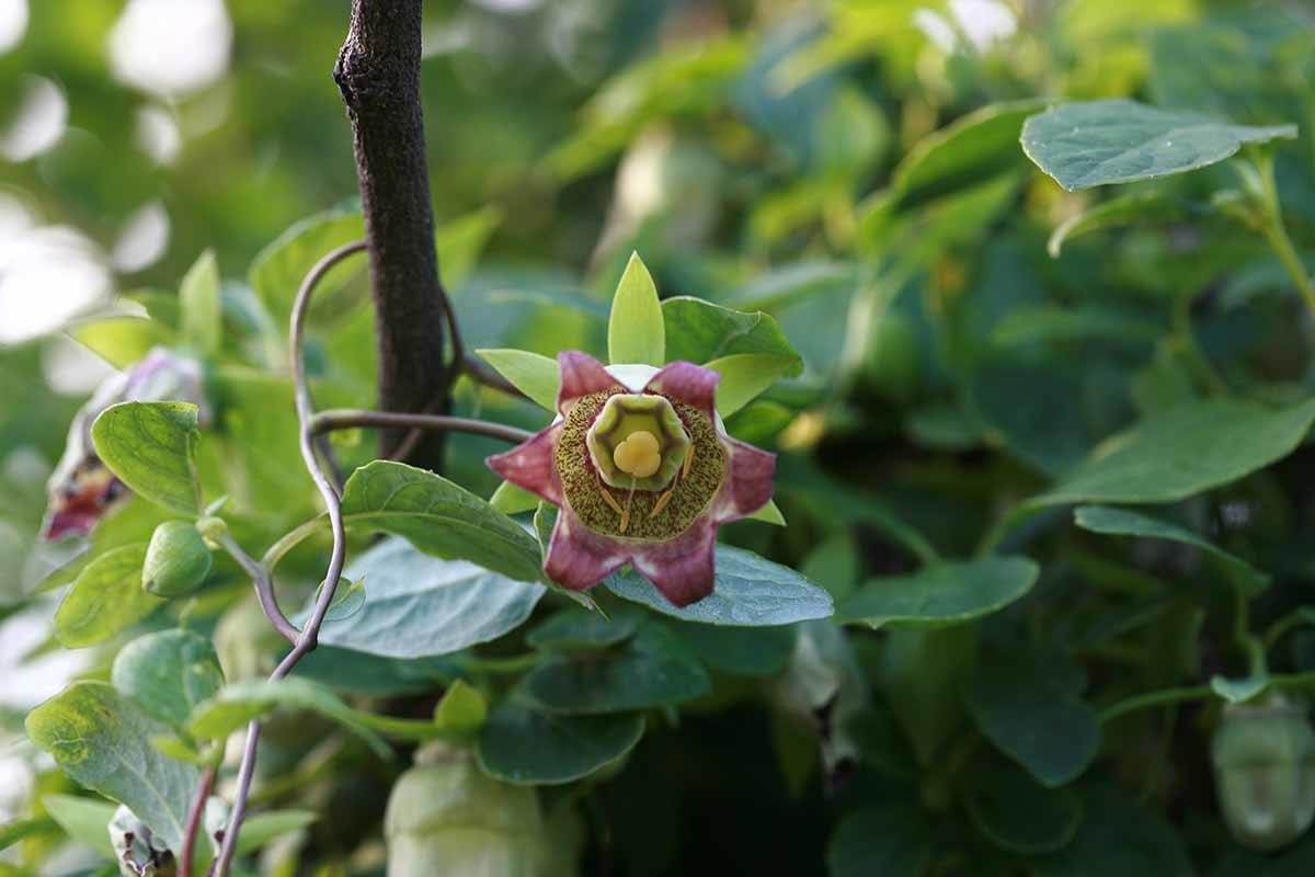 더덕순 / 국립생물자원관