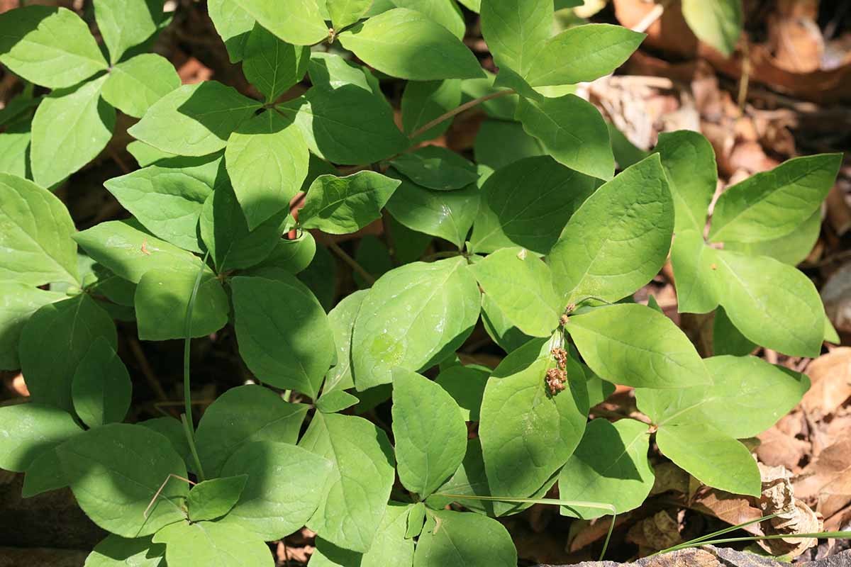 더덕순 / 국립생물자원관