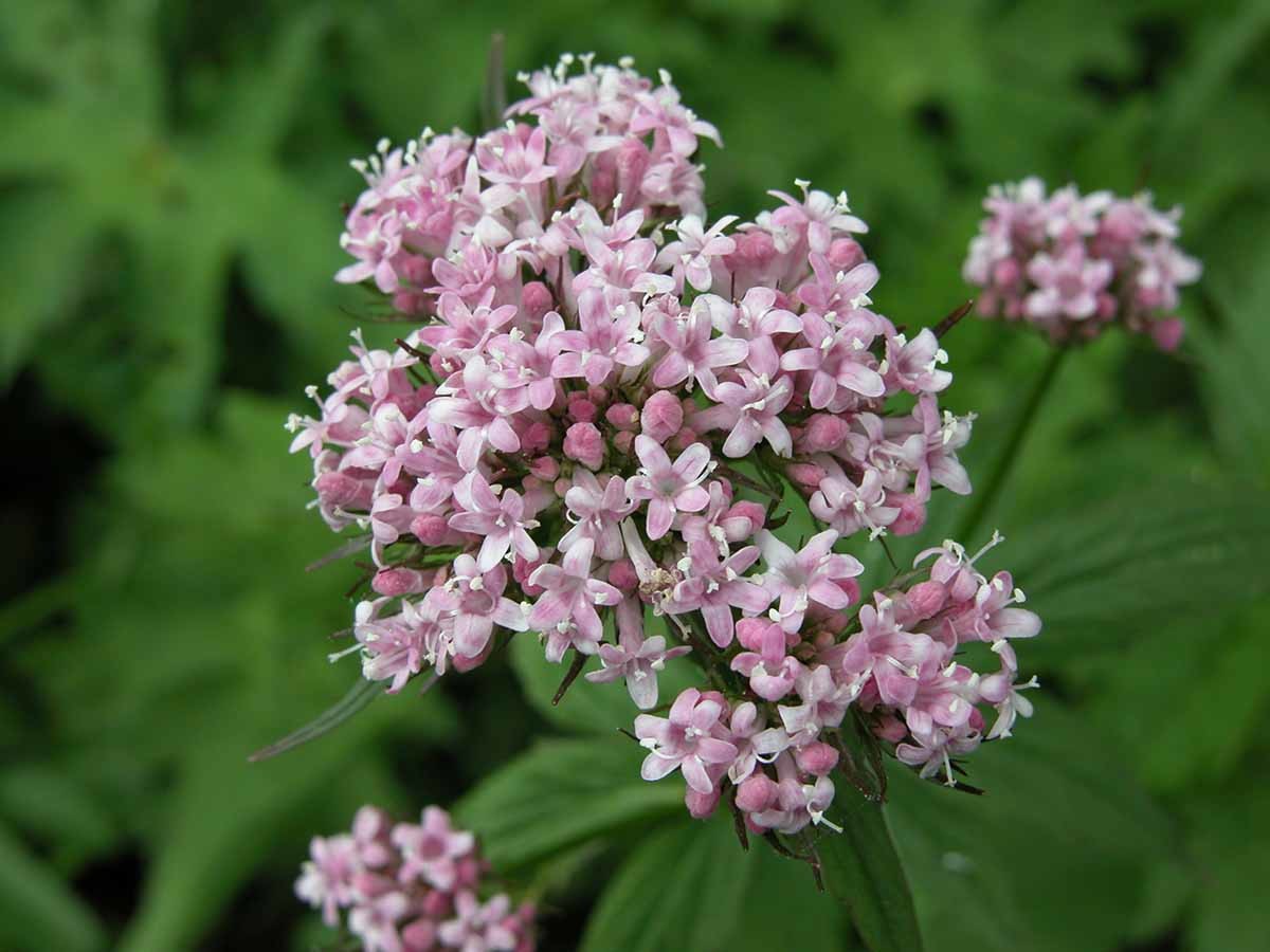 쥐오줌풀 / 국립생물자원관