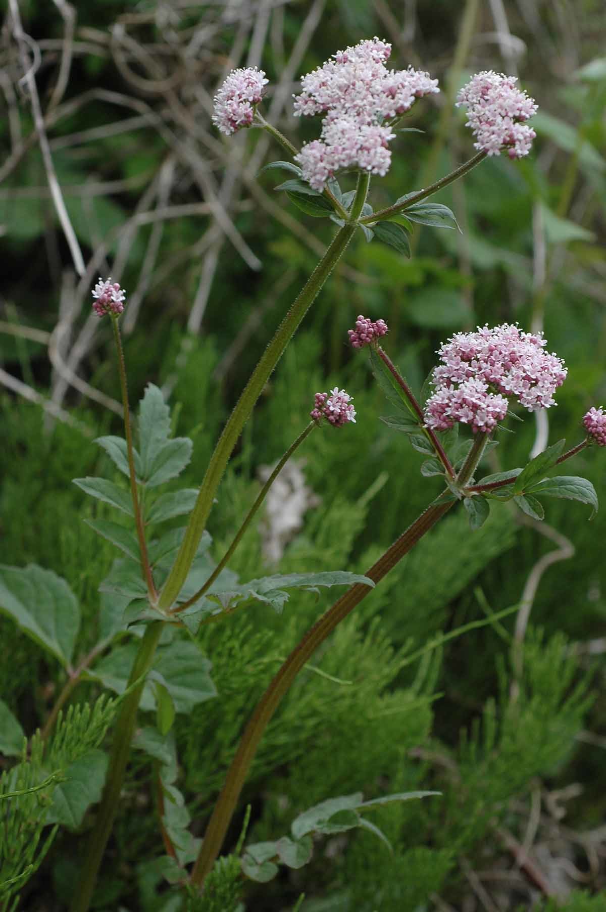 쥐오줌풀 / 국립생물자원관