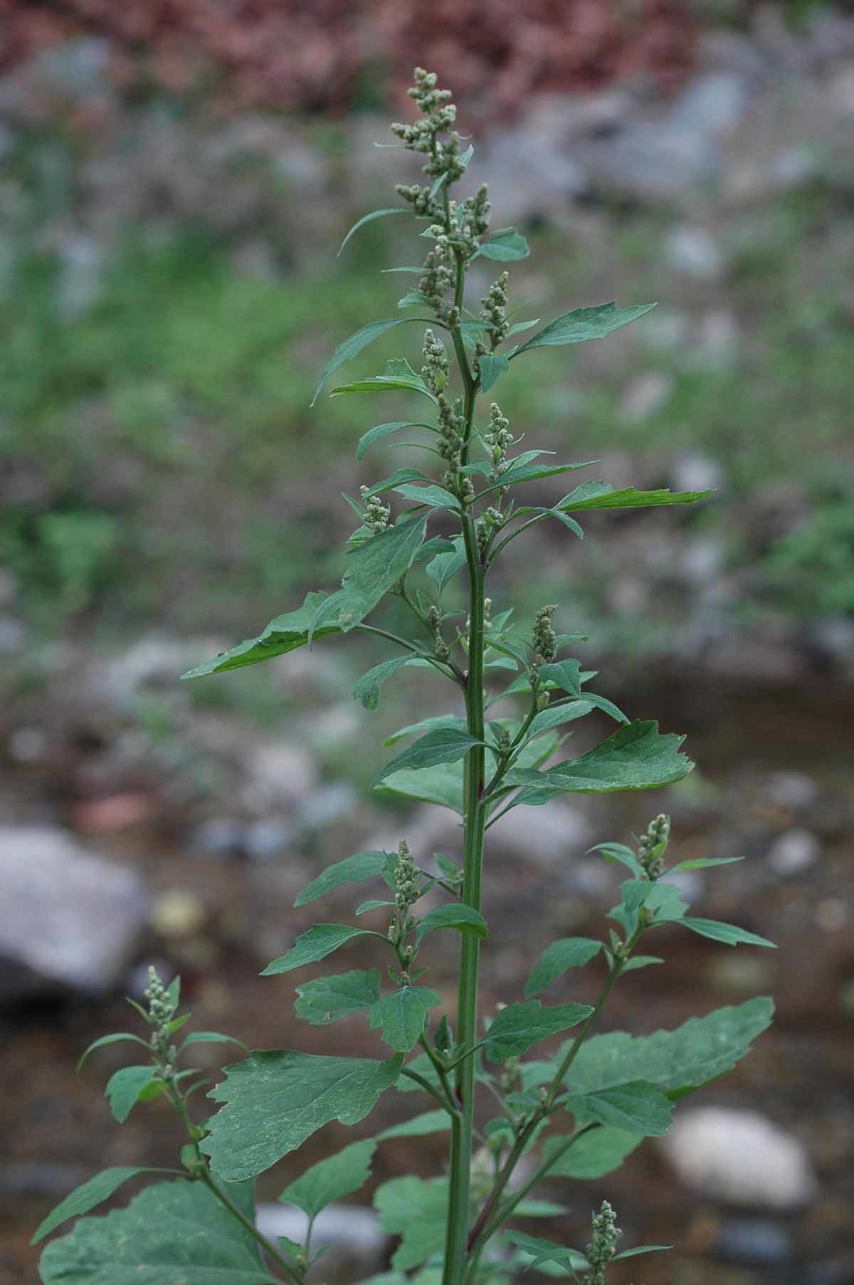 명아주 / 국립생물자원관