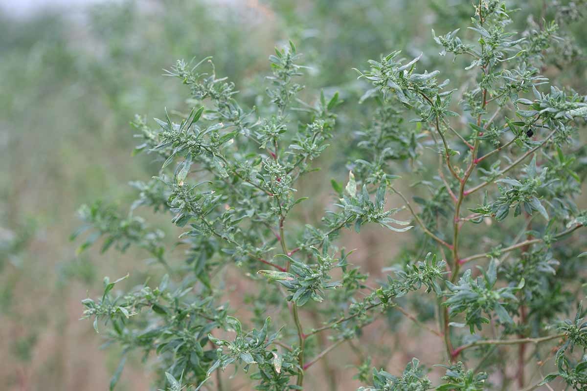 명아주 / 국립생물자원관