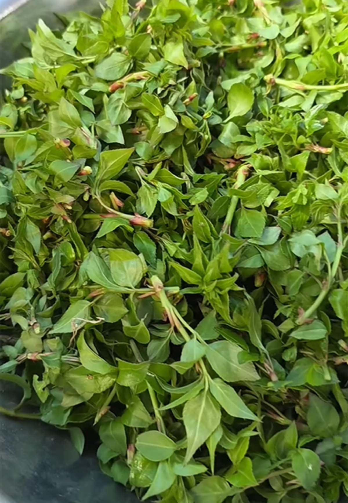 고추나무 순 / '자연팜앤쿡' 유튜브