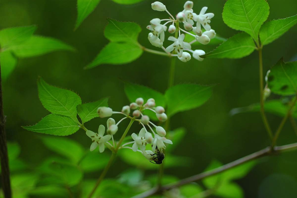 고추나무 / 국립생물자원관