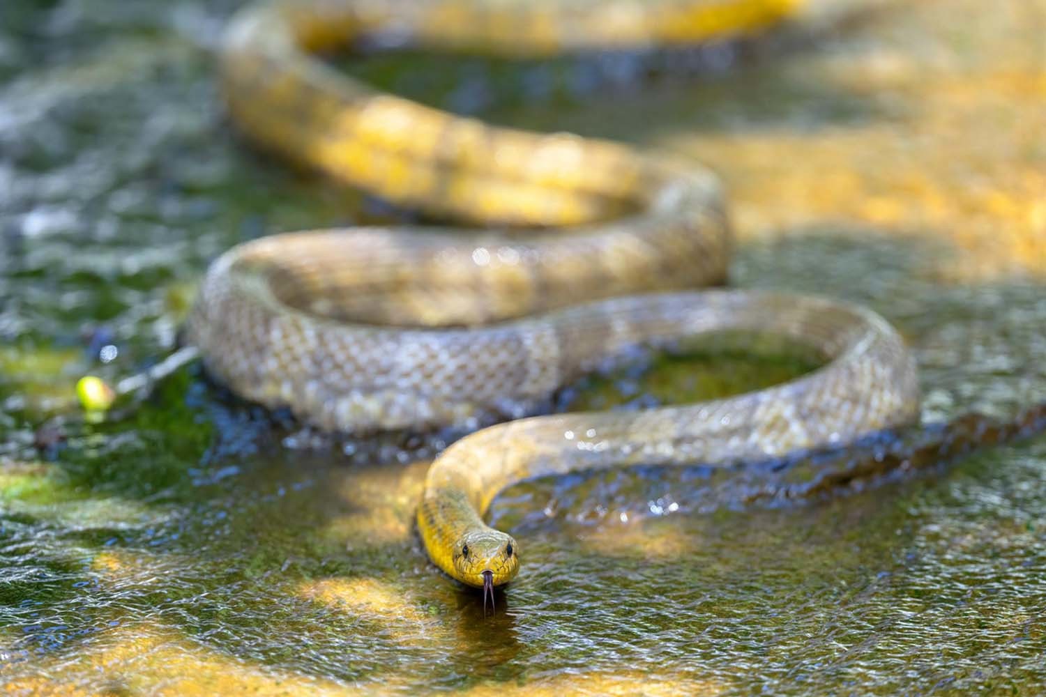 2021년 6월 4일 대구시 수성구 외곽에 있는 한 저수지 부근에서 멸종위기 2급으로 지정된 길이 약 1m50cm의 크기의 황구렁이가 발견된 적이 있다. / 뉴스1