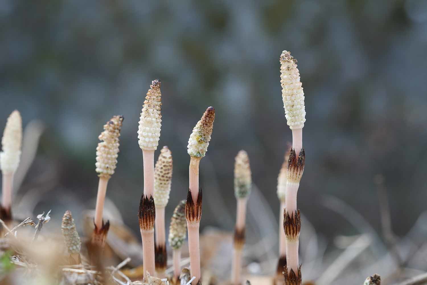 쇠뜨기. 이른 봄, 3~4월에 올라오는 생식줄기다.  / 국립생물자원관