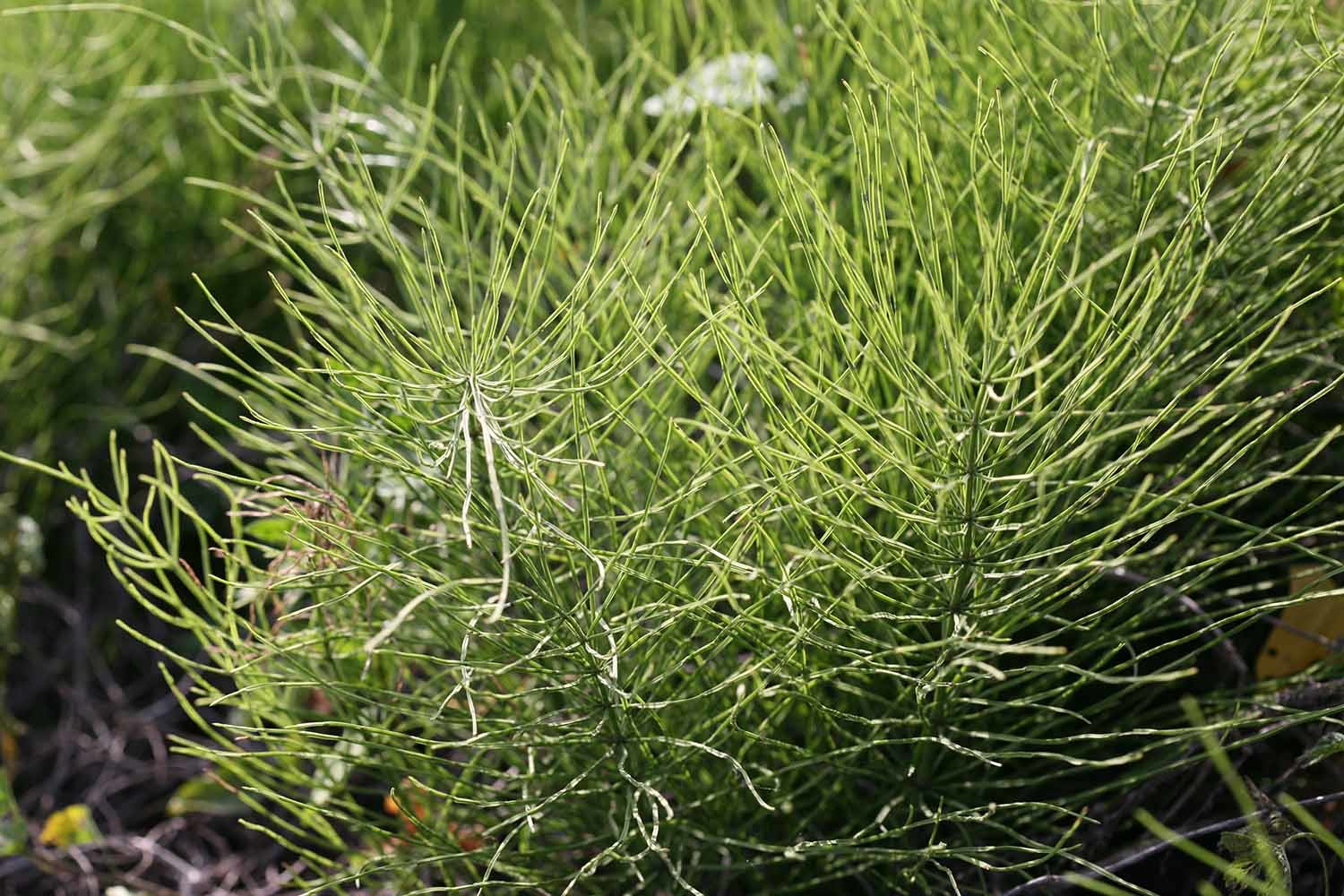 쇠뜨기. 생식줄기가 말라죽은 뒤 자란다.  / 국립생물자원관