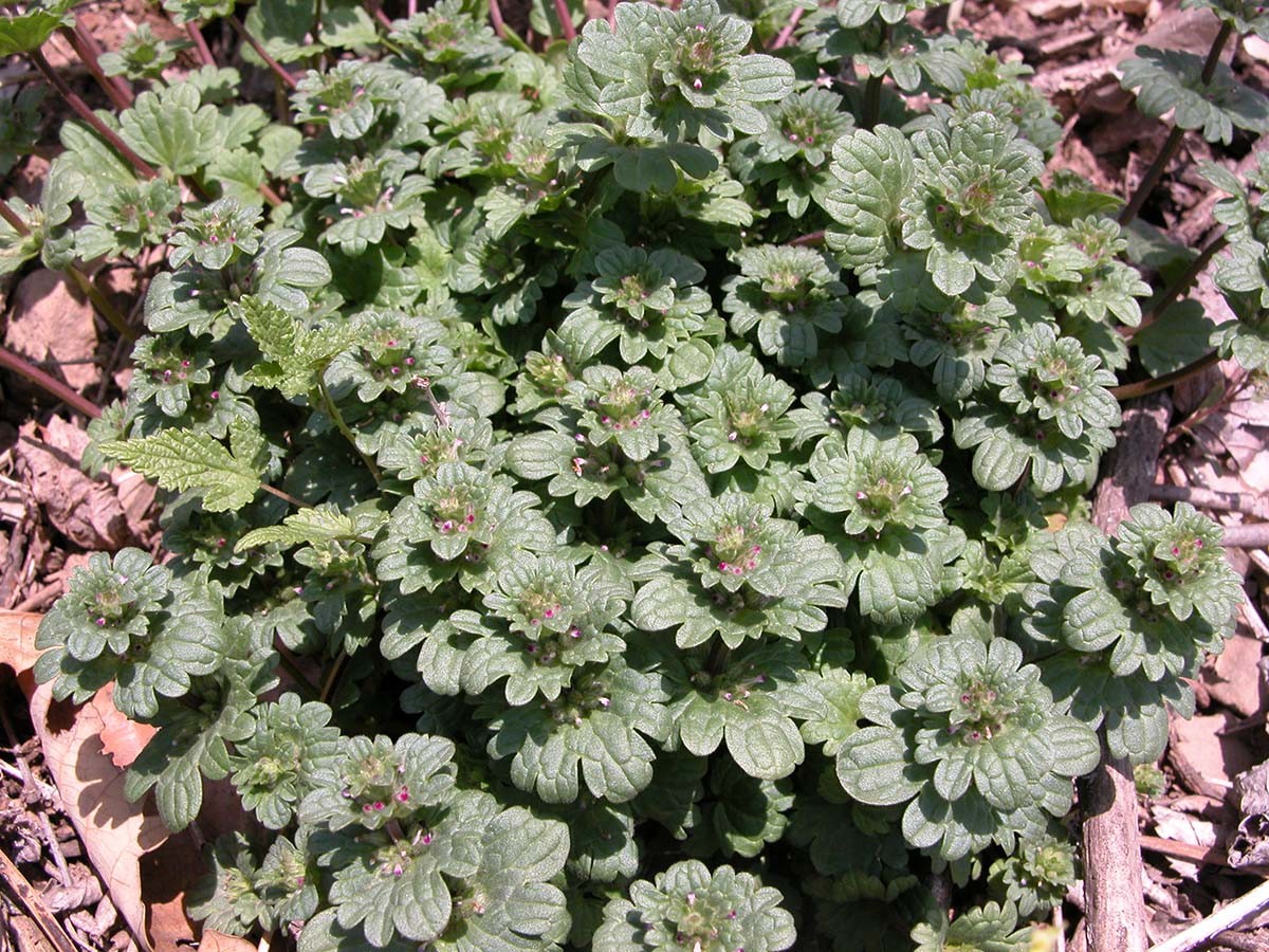 광대나물 / 국립생물자원관