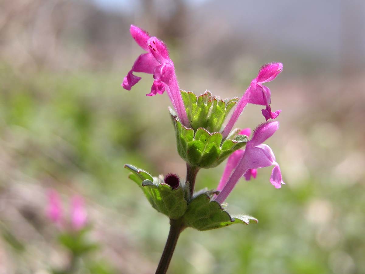 광대나물 / 국립생물자원관