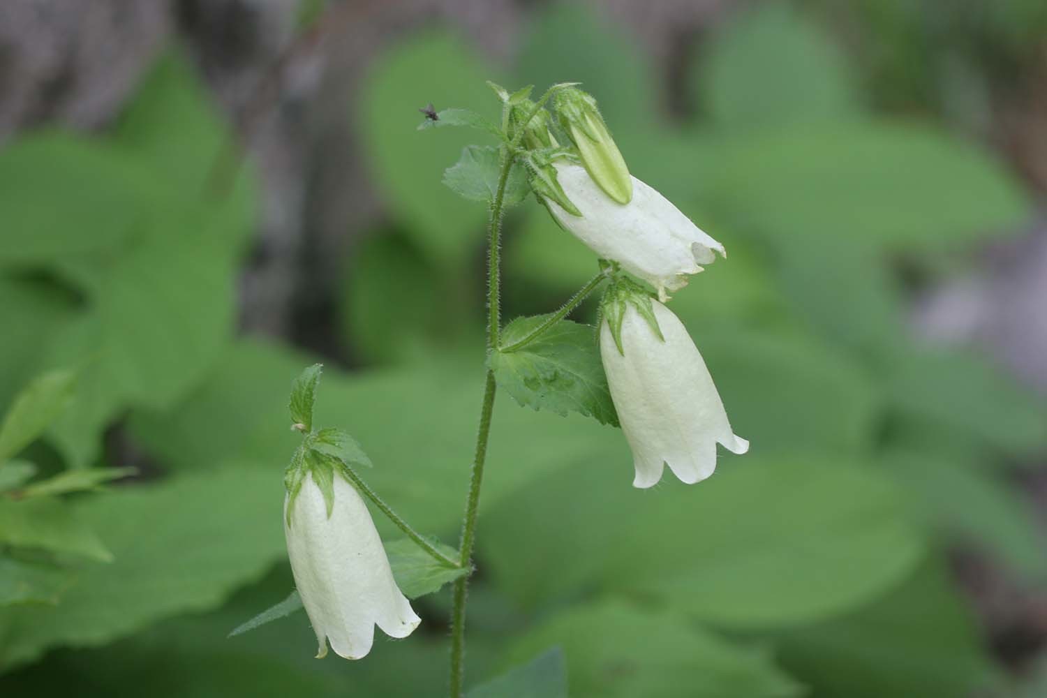 초롱꽃. 나물로도 먹을 수 있다. / 국립생물자원관
