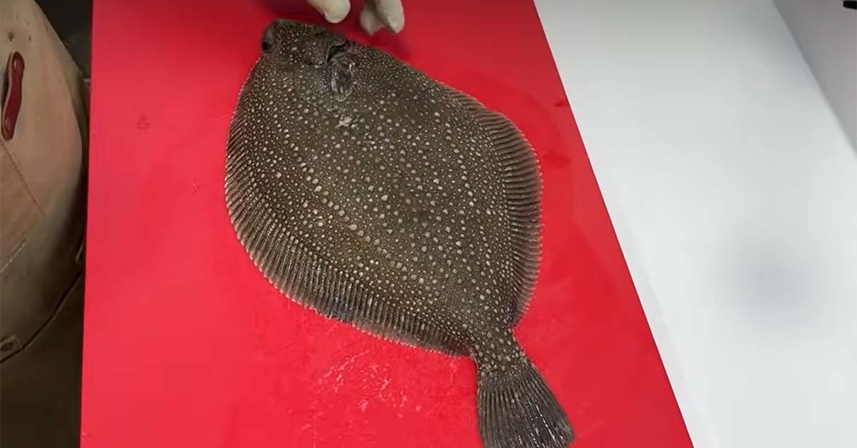 줄가자미 / '마초TV' 유튜브