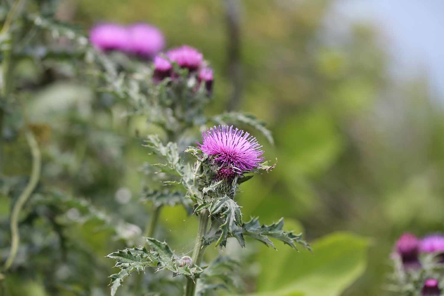 엉겅퀴 / 국립생물자원관
