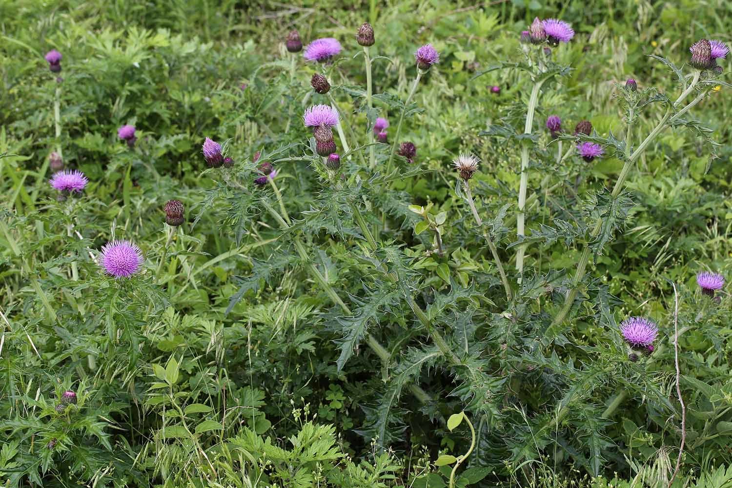 엉겅퀴 / 국립생물자원관