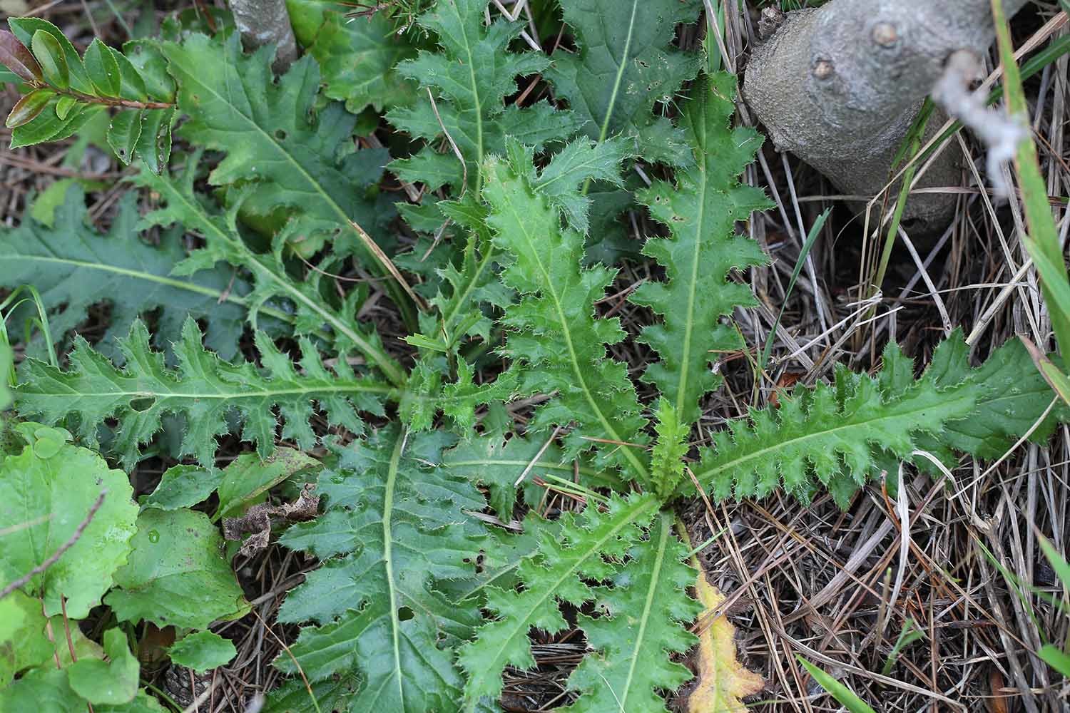엉겅퀴 / 국립생물자원관